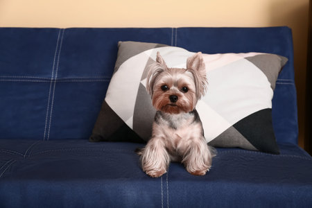 Cute small Yorkshire terrier dog sitting on sofa in living roomの写真素材