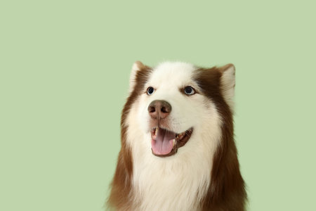 Cute Husky dog on green background, closeupの写真素材