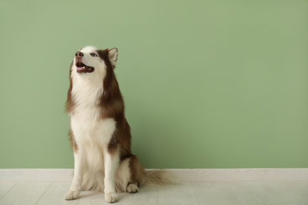 Cute Husky dog sitting on floor in roomの写真素材