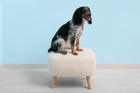 Cute cocker spaniel sitting on pouf near blue wall