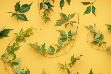 Composition with green wild grape branches on color backgroundの写真素材