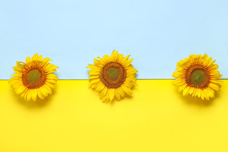 beautiful sunflowers on colorful backgroundの写真素材
