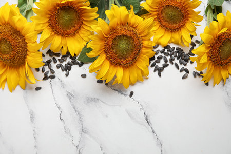 Beautiful sunflowers and seeds on grunge white backgroundの写真素材