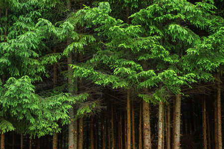 Beautiful pine trees in the forestの写真素材