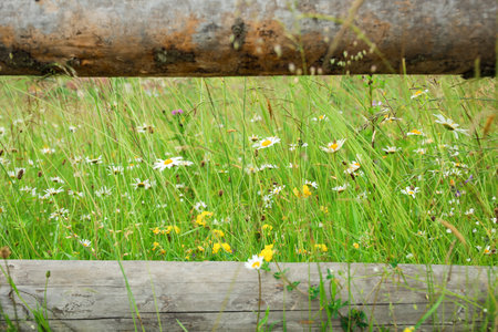 Wooden fence with chamomile flowers in meadow, closeupの写真素材