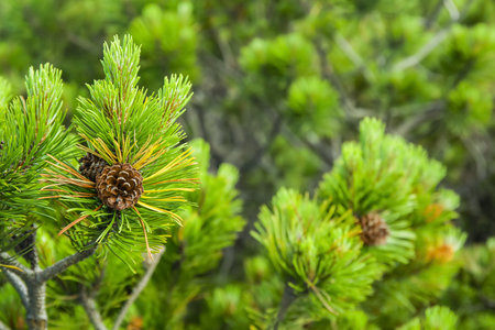 Pine tree branches in forest, close upの写真素材