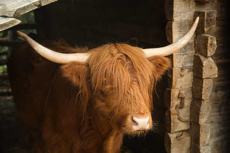 View of red cow on farm, closeup