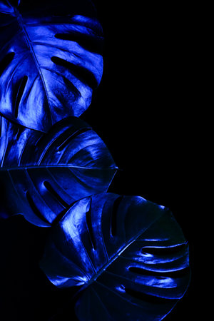 Neon tropical monstera leaves on black backgroundの写真素材