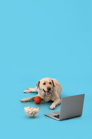 Cute Labrador dog with bowl of popcorn, toy ball and laptop lying on blue backgroundの写真素材
