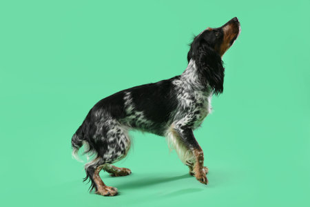 Cute cocker spaniel dog on green backgroundの写真素材