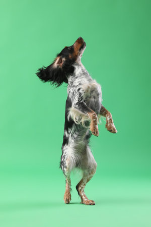 Cute cocker spaniel dog jumping on green backgroundの写真素材