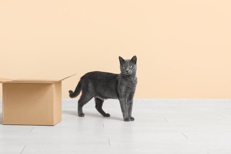 Cute British cat with box on floor near beige wallの写真素材