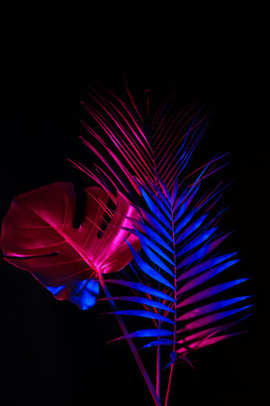 Different neon tropical leaves on black backgroundの写真素材