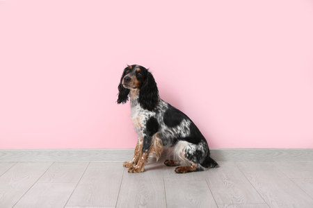 Cute cocker spaniel near pink wall