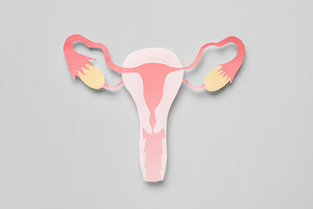 Paper uterus on gray backgroundの写真素材