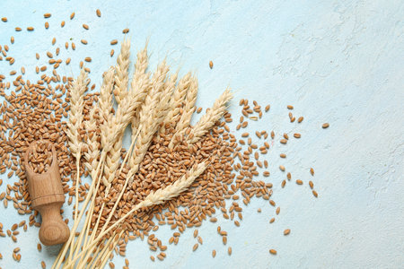 Wheat ears with grains and wooden scoop on blue backgroundの写真素材