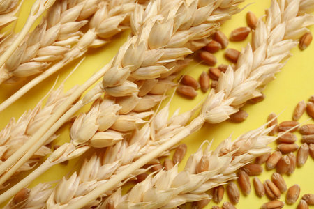 Wheat ears with grains on yellow background, closeup
