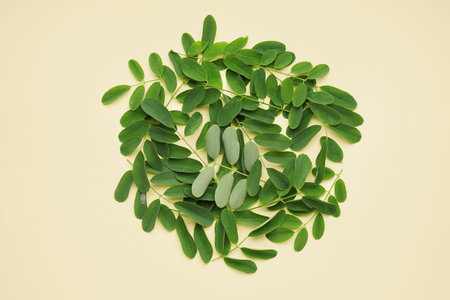 Round made of green acacia leaves on color backgroundの写真素材