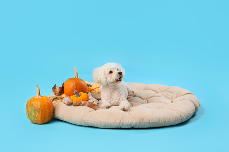 Cute little dog with pumpkins and autumn leaves lying on pet bed against blue background. Thanksgiving day celebrationの写真素材