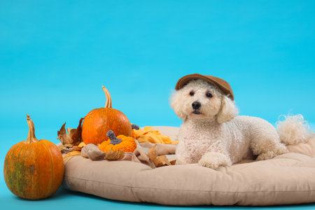 Cute little dog in beret with pumpkins and autumn leaves lying on pet bed against blue background. Thanksgiving day celebrationの写真素材