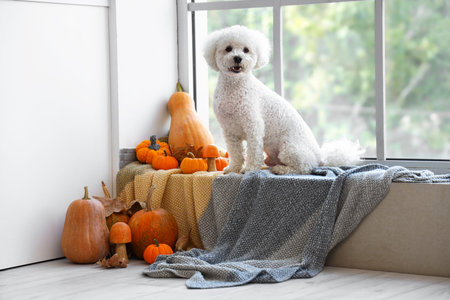Cute little dog with mushrooms, pumpkins and autumn leaves sitting on windowsill. Thanksgiving day...