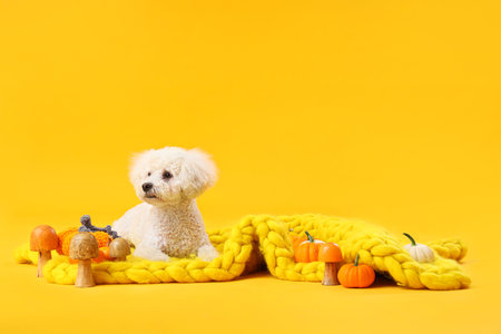 Cute little dog with warm plaid, pumpkins and mushrooms lying on yellow background. Thanksgiving day celebrationの写真素材