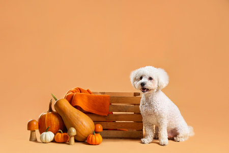 Cute little dog with wooden box, mushrooms and pumpkins on orange background. Thanksgiving day celebrationの写真素材