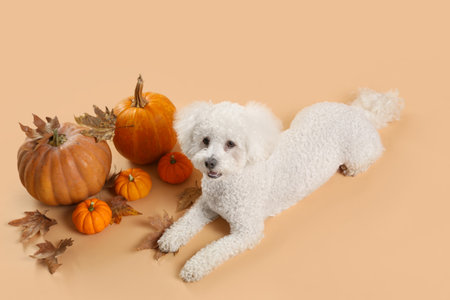Cute little dog with autumn leaves and pumpkins lying on orange background. Thanksgiving day celebrationの写真素材