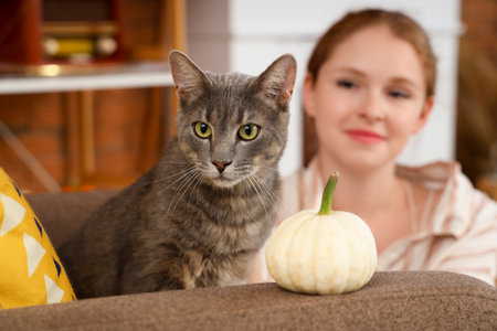 Cute cat and Halloween pumpkin on armchair at home, closeupの写真素材