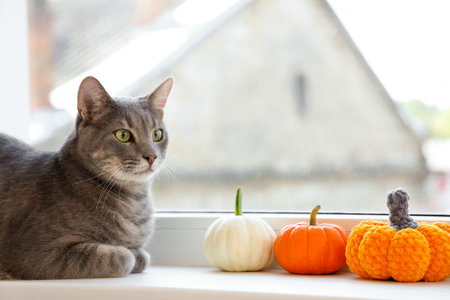 Cute cat with Halloween pumpkins lying on windowsill at home, closeupの写真素材