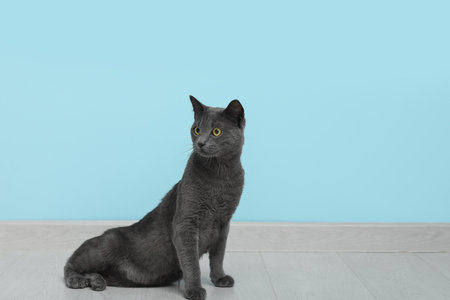 Cute British cat sitting on floor near blue wallの写真素材
