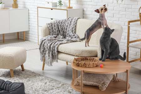 Cute small Yorkshire terrier dog and British cat in living room at homeの写真素材