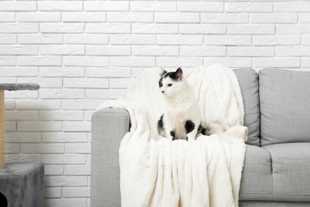 Cute cat on soft sofa in living roomの写真素材