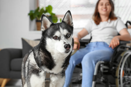 Cute husky dog and young woman in wheelchair at homeの写真素材