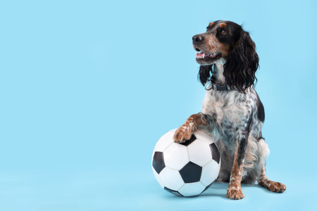 Cute cocker spaniel with soccer ball sitting on blue background