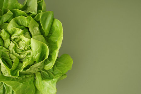 Fresh Boston lettuce on green backgroundの写真素材