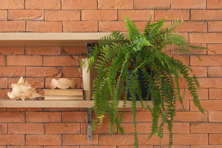 Shelves with houseplant, books and seashell hanging on brown brick wallの写真素材