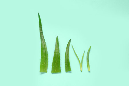 Aloe vera leaves on turquoise backgroundの写真素材