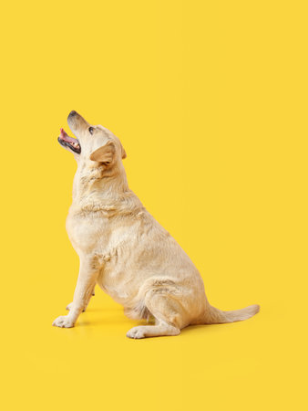 Cute Labrador dog sitting on yellow backgroundの写真素材