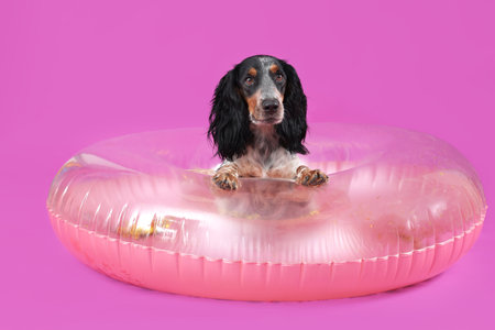 Cute cocker spaniel with inflatable ring sitting on purple backgroundの写真素材