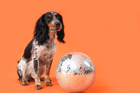 Cute cocker spaniel with disco ball sitting on orange background