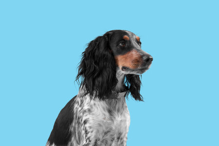 Portrait of cute cocker spaniel on blue backgroundの写真素材