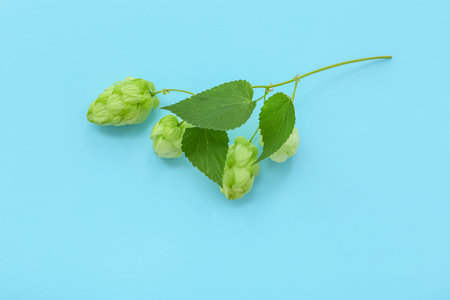 Fresh green hops with leaves on blue backgroundの写真素材