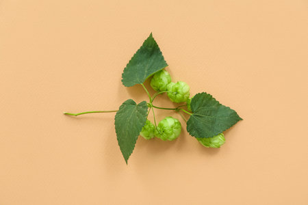 Fresh green hops with leaves on beige background