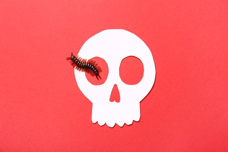 Halloween composition with candy bug and skull on red background