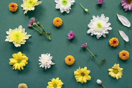 Different beautiful chrysanthemum flowers on green backgroundの写真素材