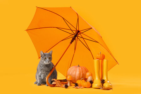 Cute cat with pumpkins, gumboots and umbrella on yellow background. Thanksgiving Day celebrationの写真素材