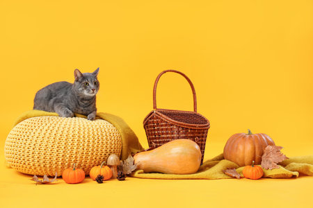Cute cat on pouf with pumpkins and basket against yellow background. Thanksgiving Day celebrationの写真素材