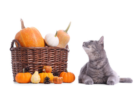 Cute cat and wicker basket with pumpkins on white background. Thanksgiving Day celebrationの写真素材