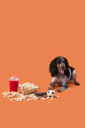 Cute cocker spaniel dog with bowl of popcorn, soda, pet toy and TV remote lying on orange backgroundの写真素材